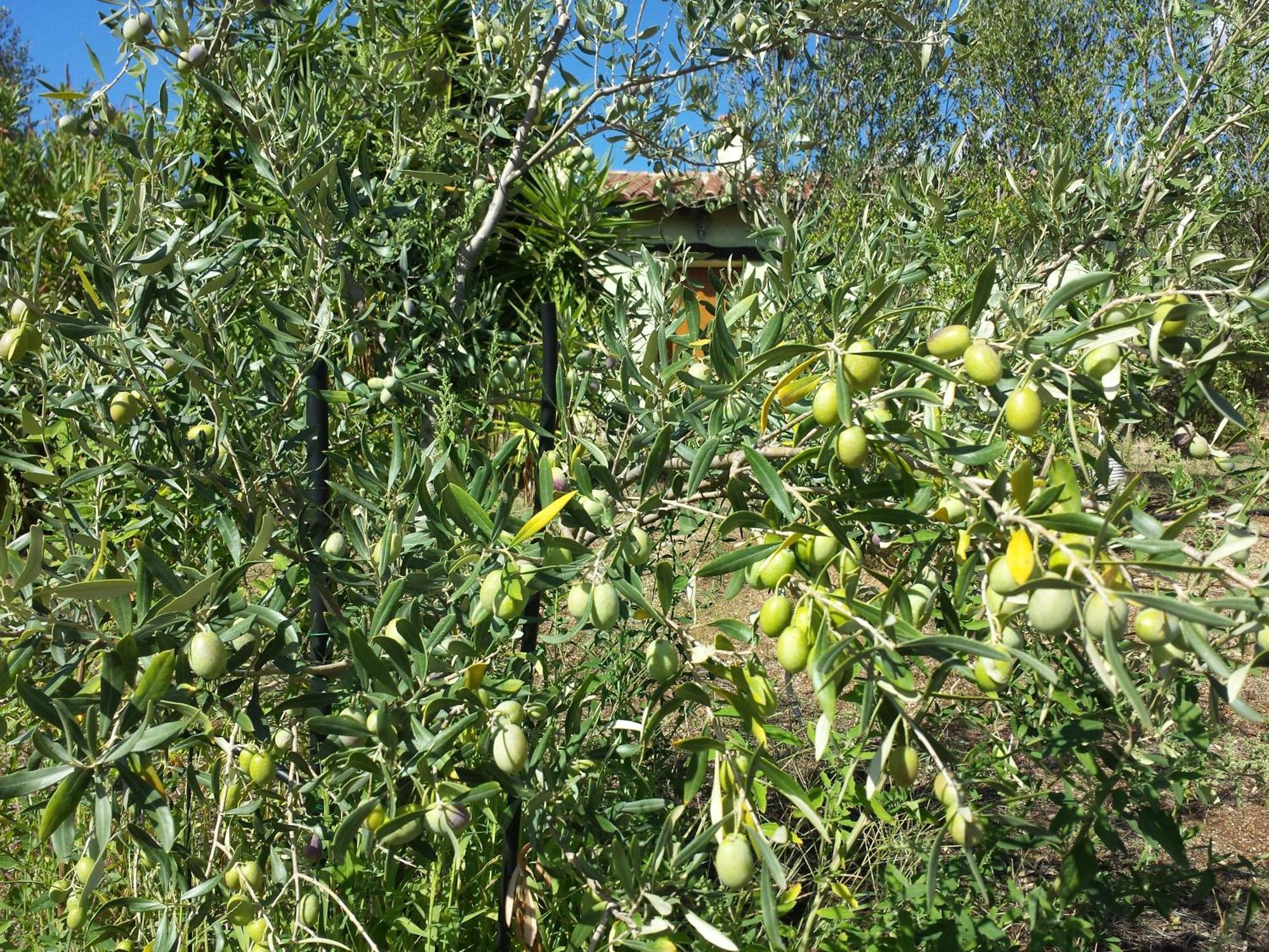 Agriturismo Agrisole Olbia Extérieur photo